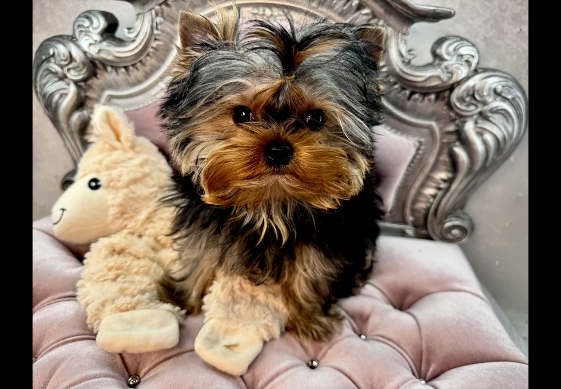 Sweet Bella Babies