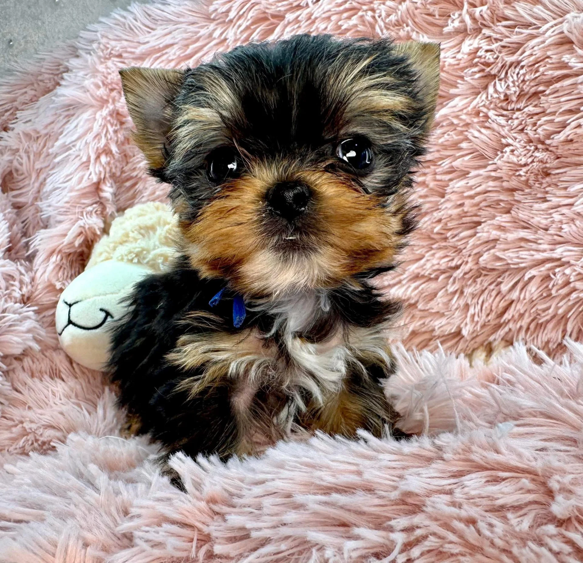 Sweet Bella Babies