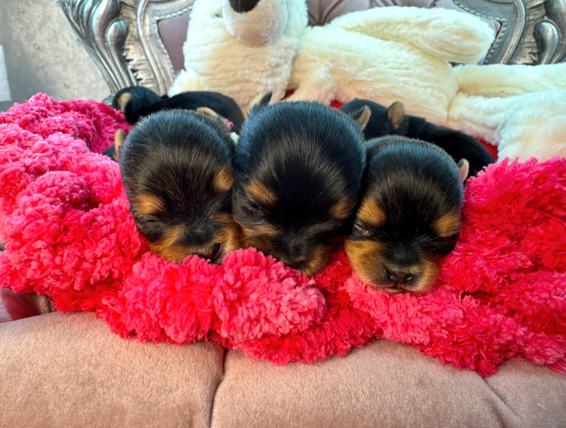 Sweet Bella Babies