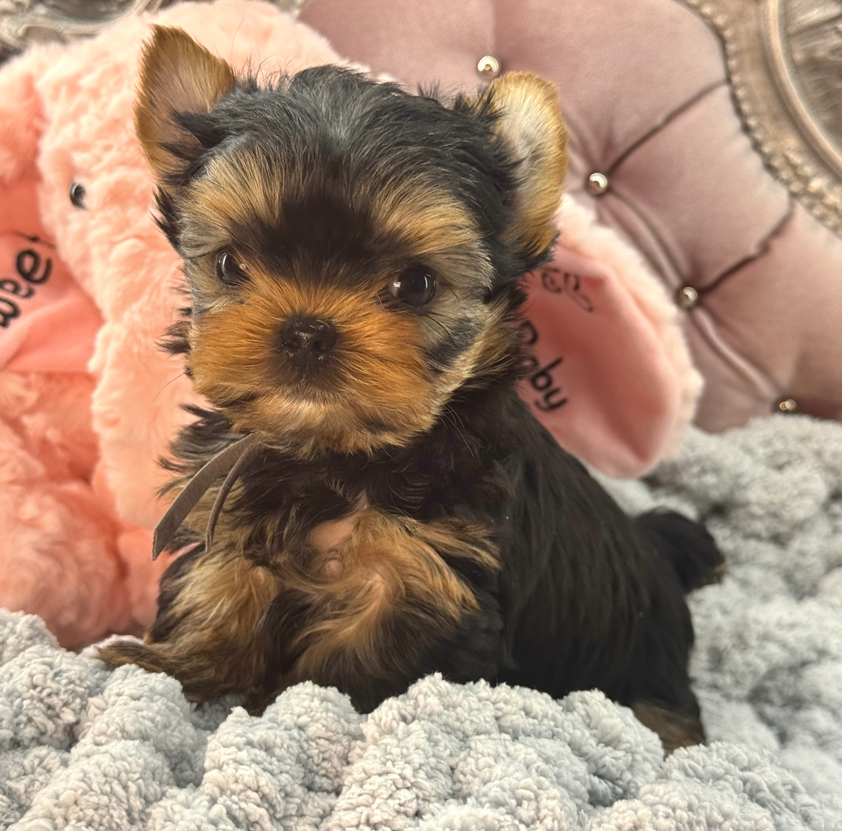 Sweet Bella Babies