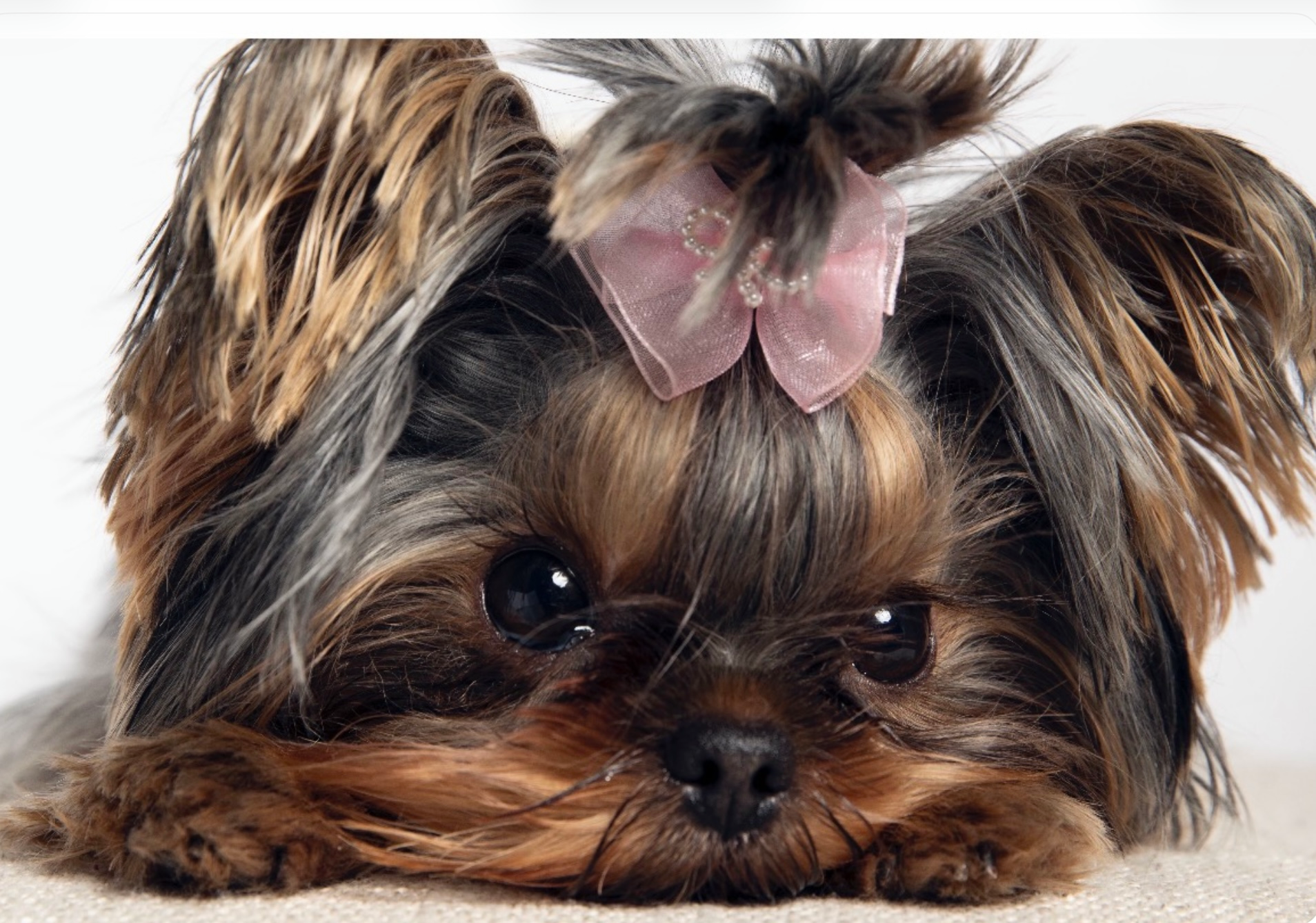 Sweet Bella Babies