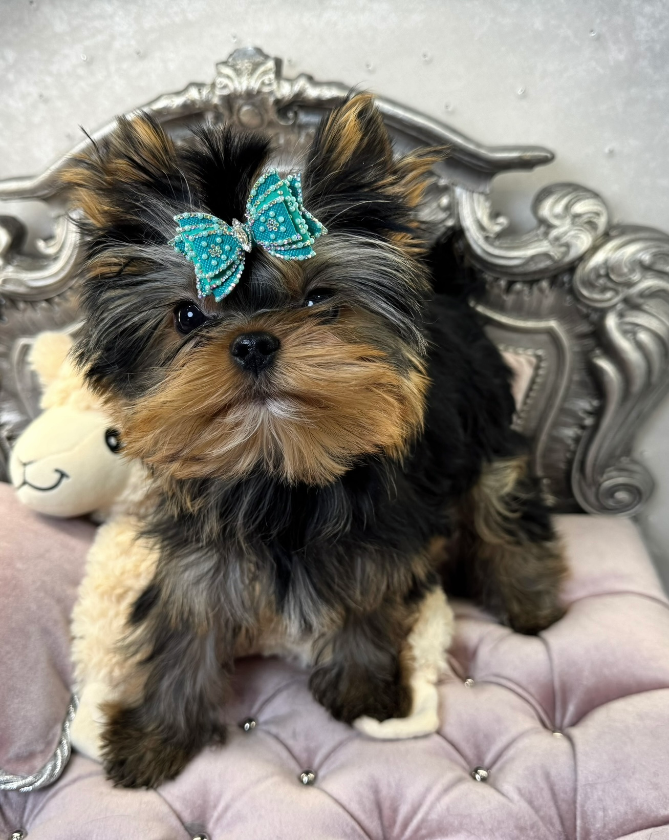 Sweet Bella Babies
