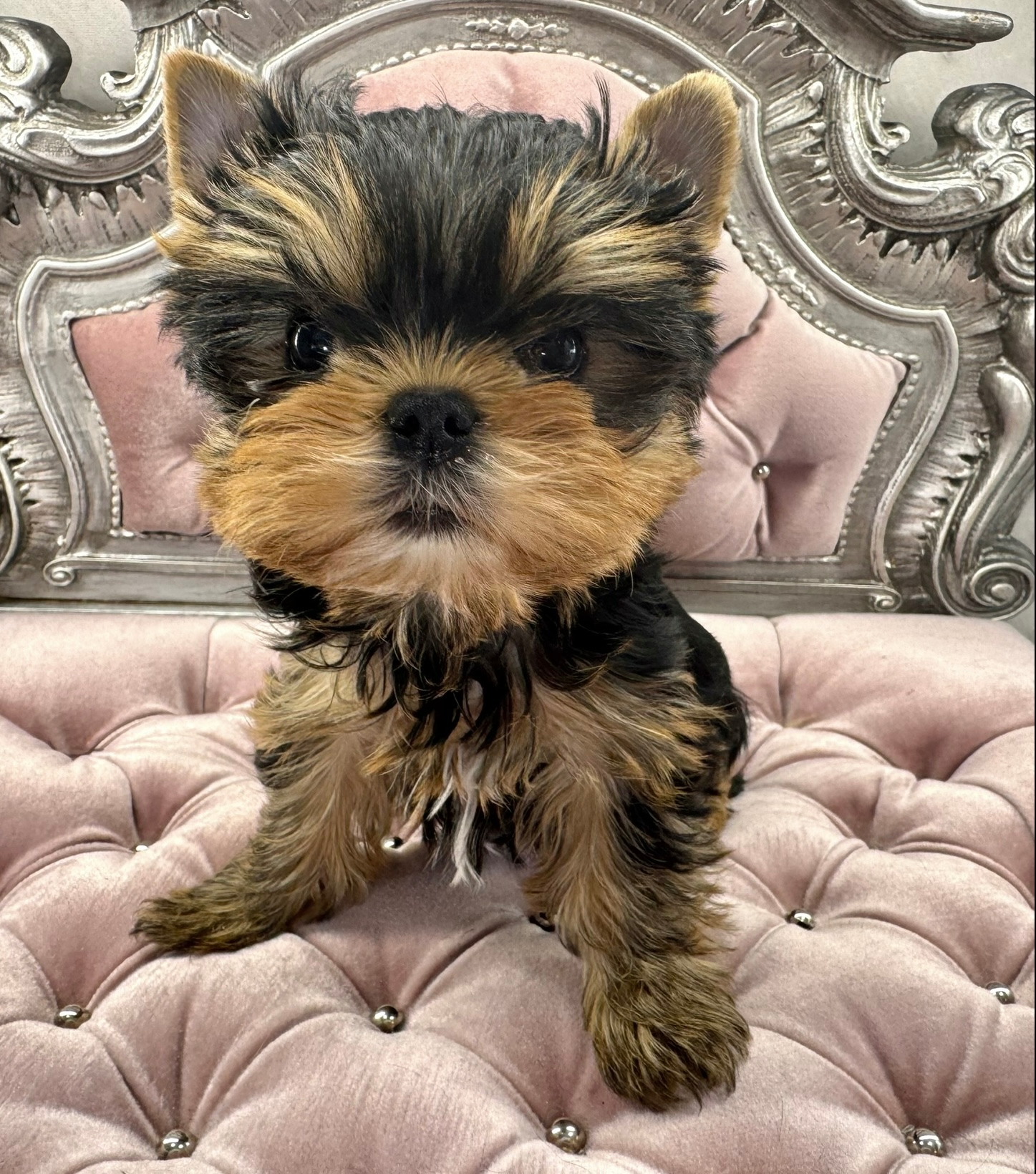 Sweet Bella Babies
