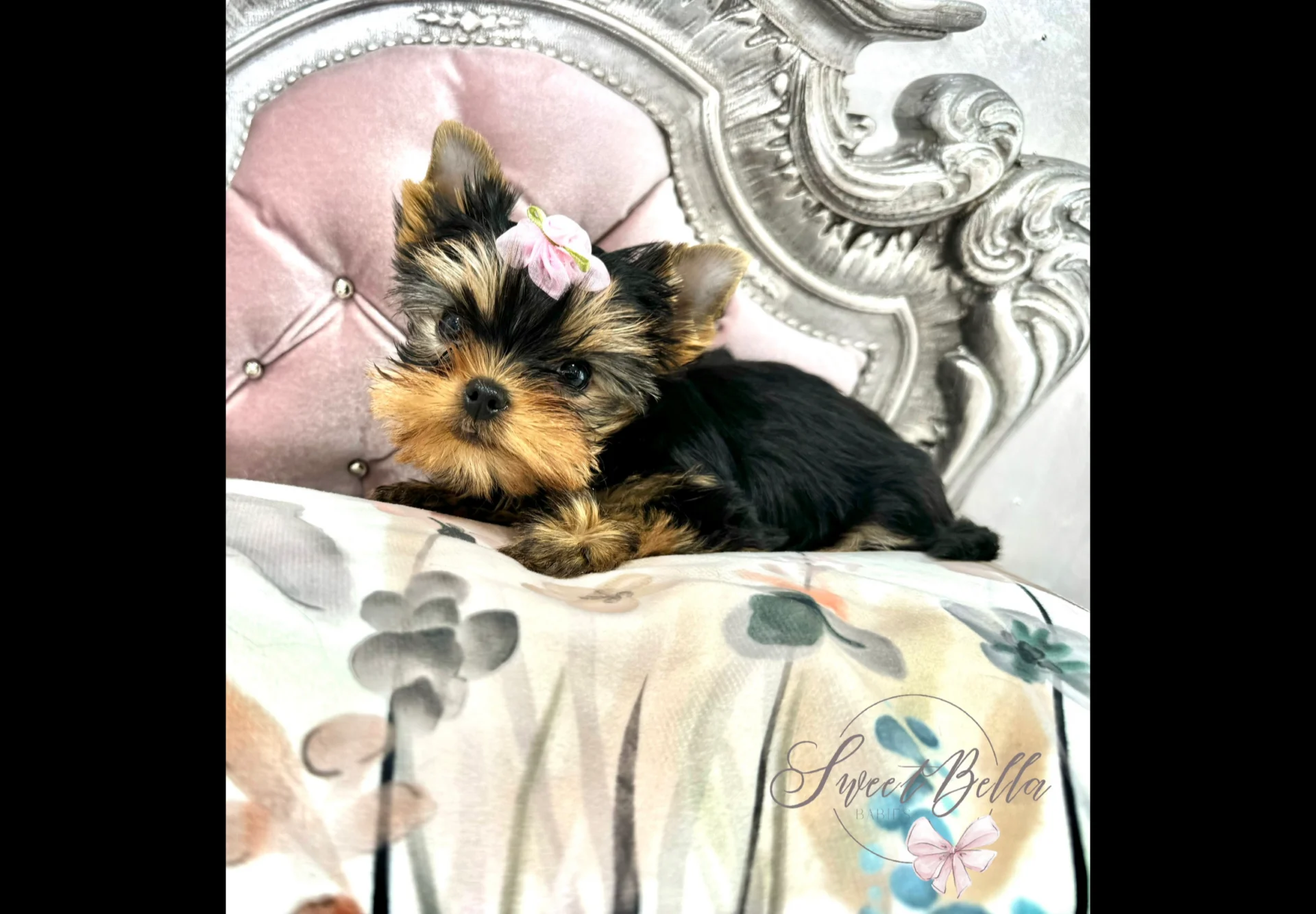 Sweet Bella Babies