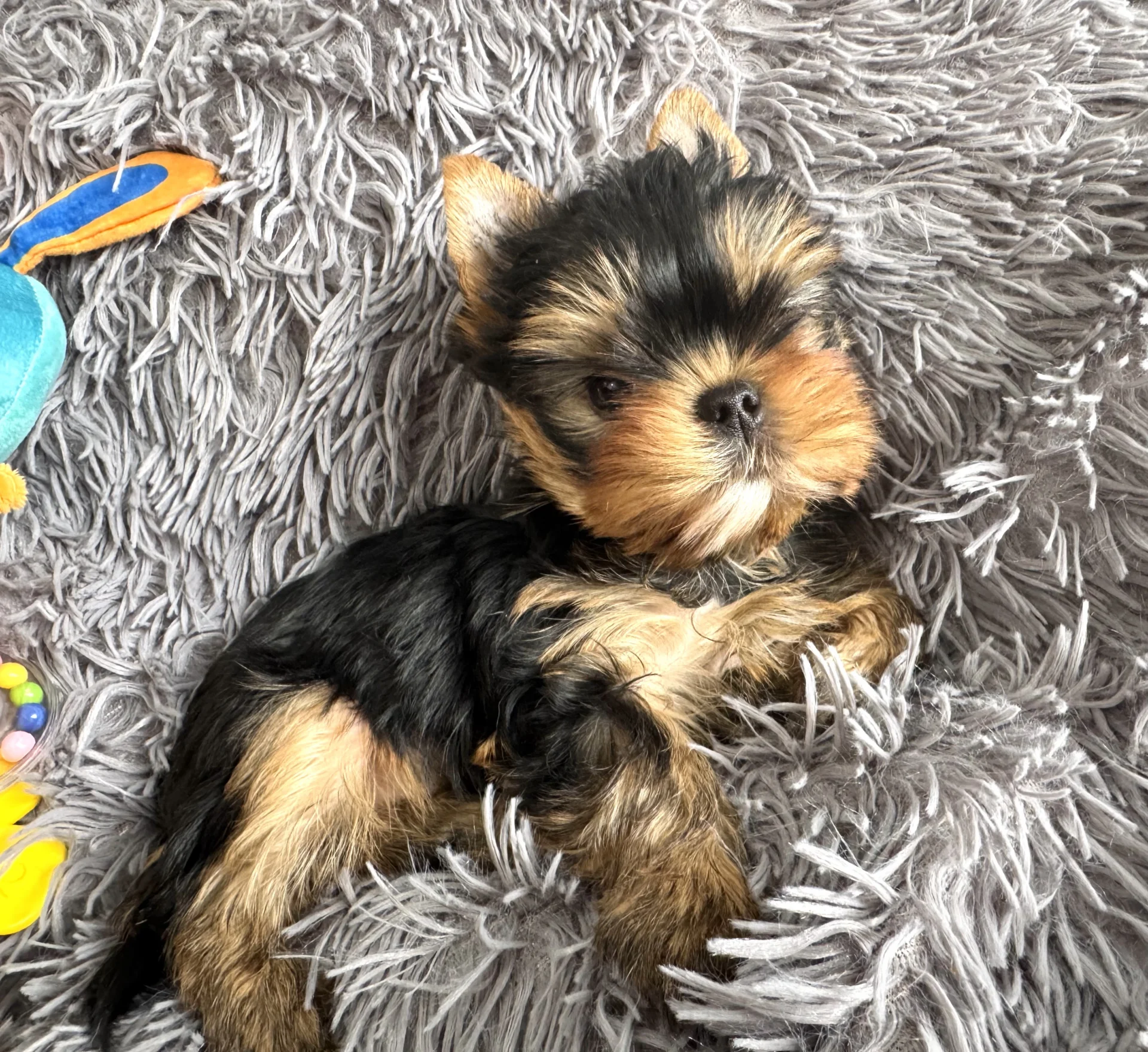 Sweet Bella Babies