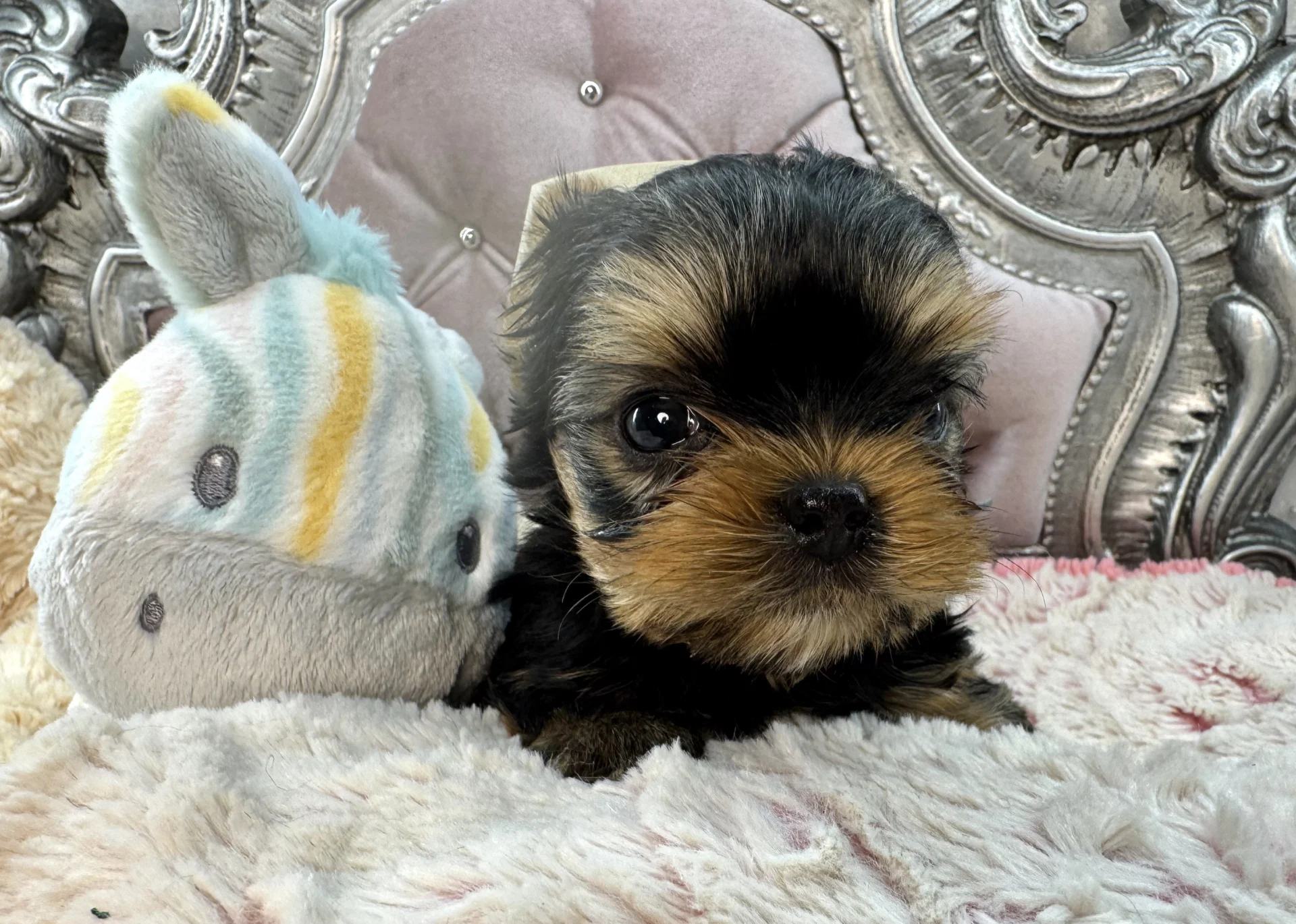 Sweet Bella Babies